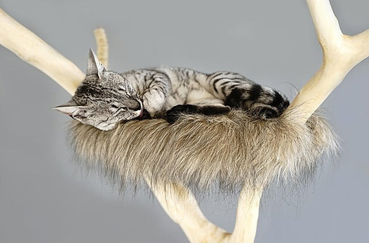 The Best Types of Cat Scratching Posts for Every Cat
