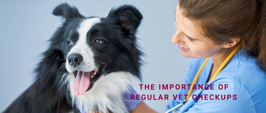 The Importance of Regular Vet Checkups