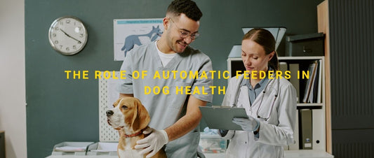 Portion Control & Weight Management: The Role of Automatic Feeders in Dog Health