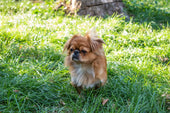 Tibetan Spaniel Dog Breed