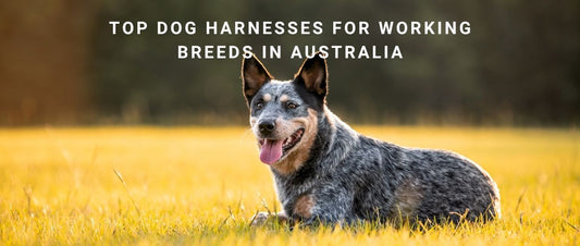 Harnesses for Working Breeds in Australia