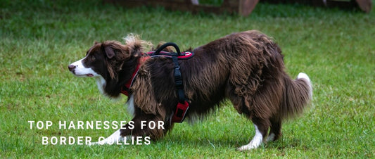 Top Harnesses for Border Collies