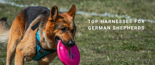 Top Harnesses for German Shepherds
