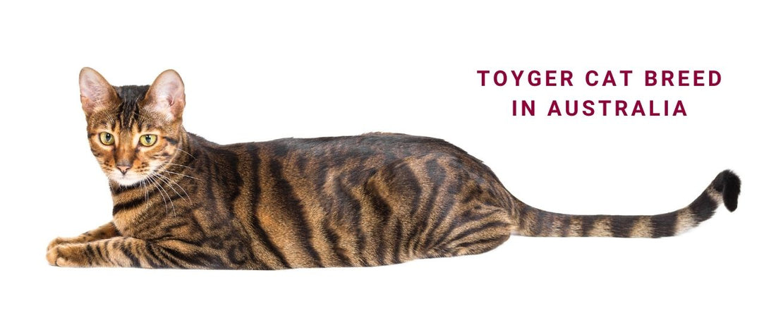 Toyger Cats in Australia