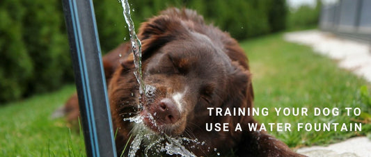 Training Your Dog to Use a Water Fountain: Step-by-Step and Why It Matters