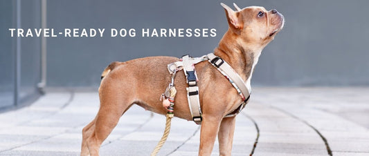 Travel-Ready Dog Harnesses