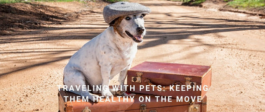 Traveling with Pets: Keeping Them Healthy on the Move