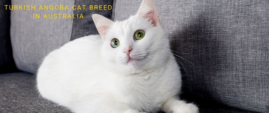 Turkish Angora Cats in Australia