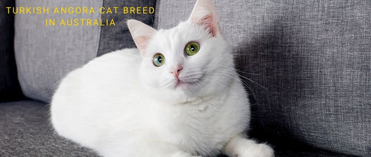 Turkish Angora Cats in Australia