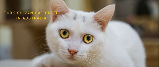 Turkish Van Cats in Australia