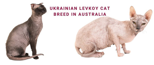 Ukrainian Levkoy Cats in Australia