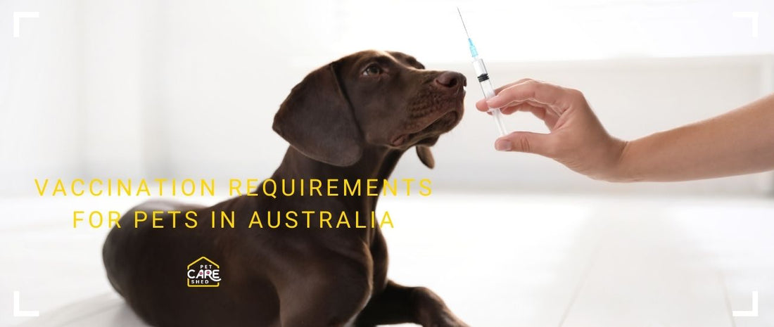 Vaccination Requirements for Pets in Australia