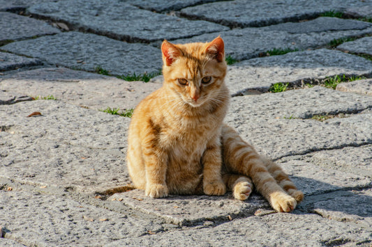 Is It Cruel to Leave a Stray Cat