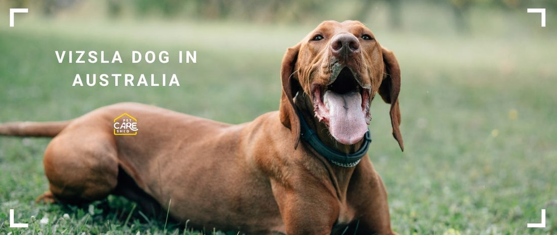 Wirehaired Vizsla vs Smooth Vizsla: What Australian Families Should Know Before Choosing
