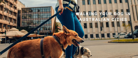Walking Your Dog in Australian Cities