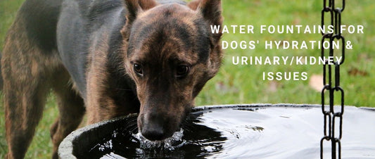 Water Fountains for Dogs' Hydration & Urinary/Kidney Issues