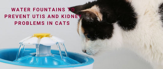 How Water Fountains Help Prevent UTIs and Kidney Problems in Cats