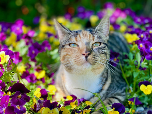 What Colours Do Cats Like to Sleep In