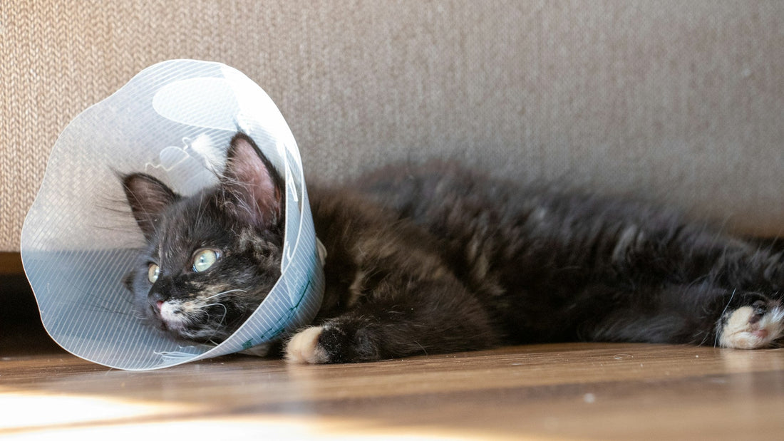 What Is an Elizabeth Collar for Cats