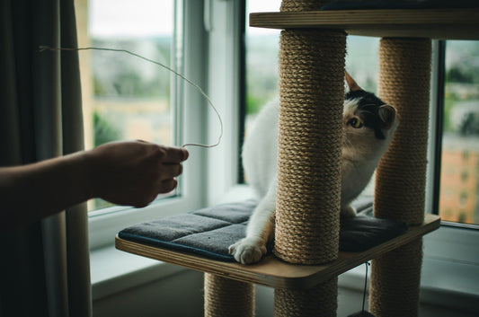 What Is the Perfect Room for Cats