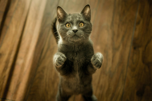 What Material Do Cats Hate