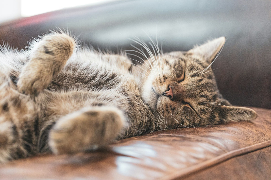 Where do cats like to sleep at night