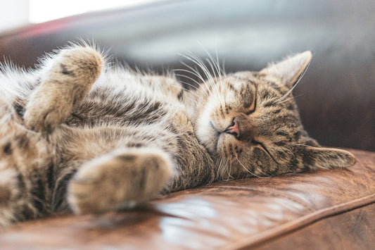 Where do cats like to sleep at night