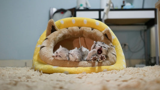Where Should You Put a Cat Bed