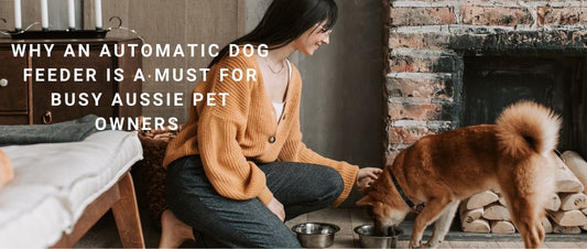 Why an Automatic Dog Feeder Is a Must for Busy Aussie Pet Owners