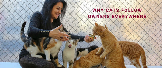 Why Cats Follow Owners Everywhere