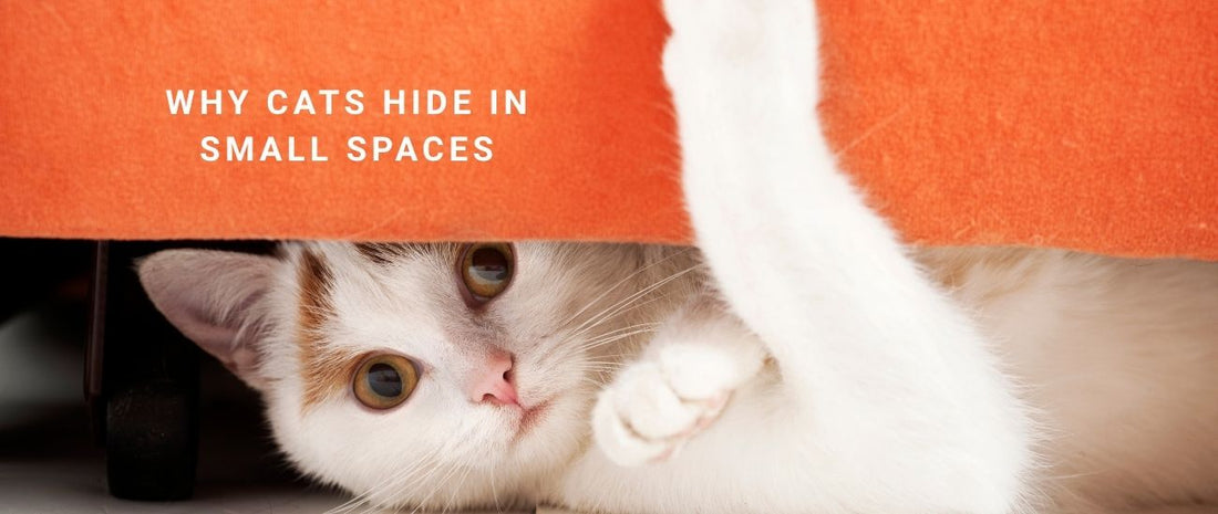 Why Cats Hide in Small Spaces