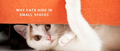 Why Cats Hide in Small Spaces