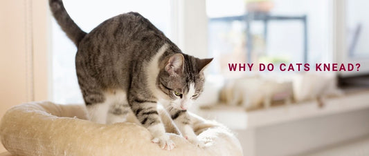 Why Do Cats Knead?