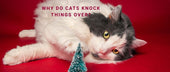 Why Do Cats Knock Things Over?