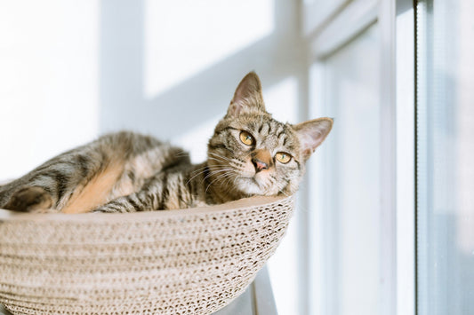 Why Do Cats Not Like New Beds