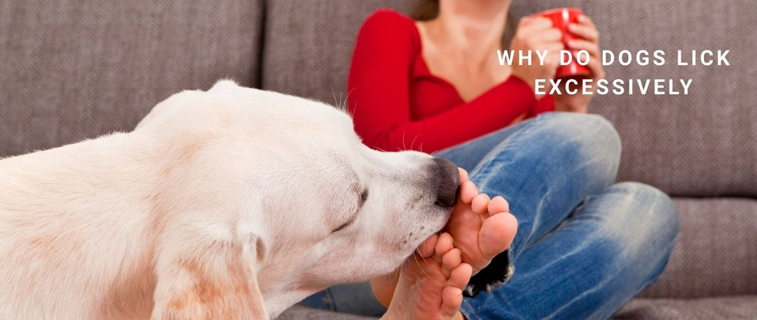 Why Do Dogs Lick Excessively