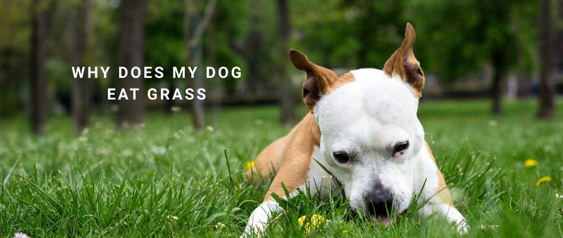 Why Does My Dog Eat Grass? Behaviour Insights and Training to Curb the Habit