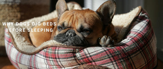 Why Dogs Dig Beds Before Sleeping