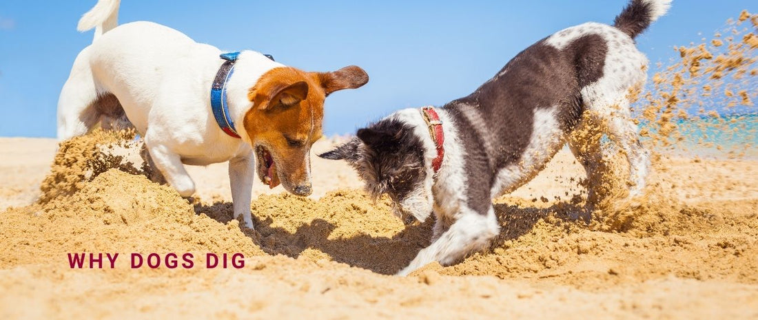 Why Dogs Dig