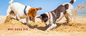 Why Dogs Dig