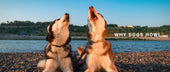 Why Dogs Howl