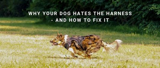 Why Your Dog Hates the Harness - and How to Fix It