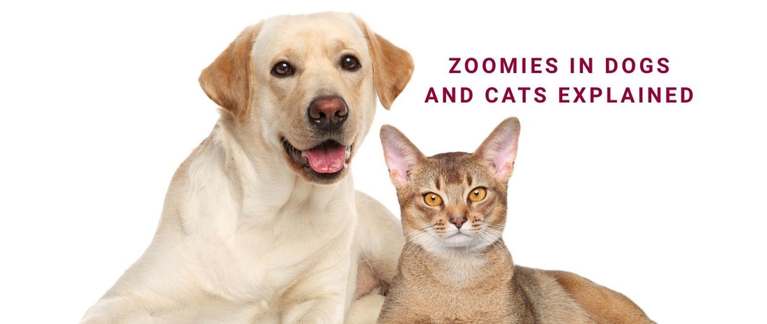 Zoomies Explained: High-Energy Behaviour and Training for Calm Balance