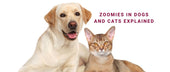Zoomies Explained: High-Energy Behaviour and Training for Calm Balance