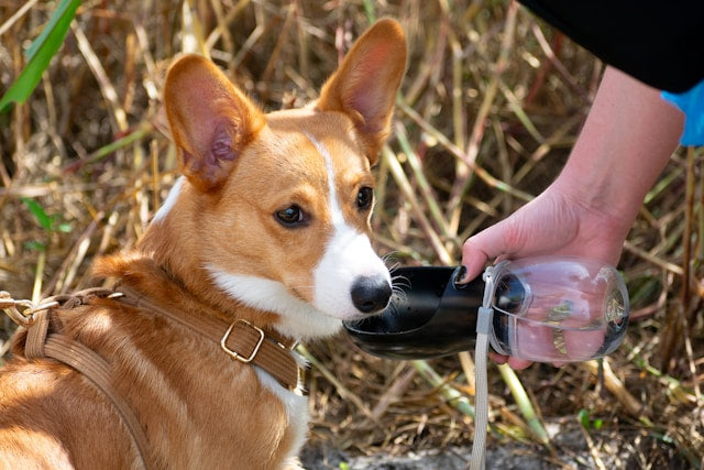 Dog water bottle