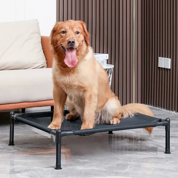Raised dog bed