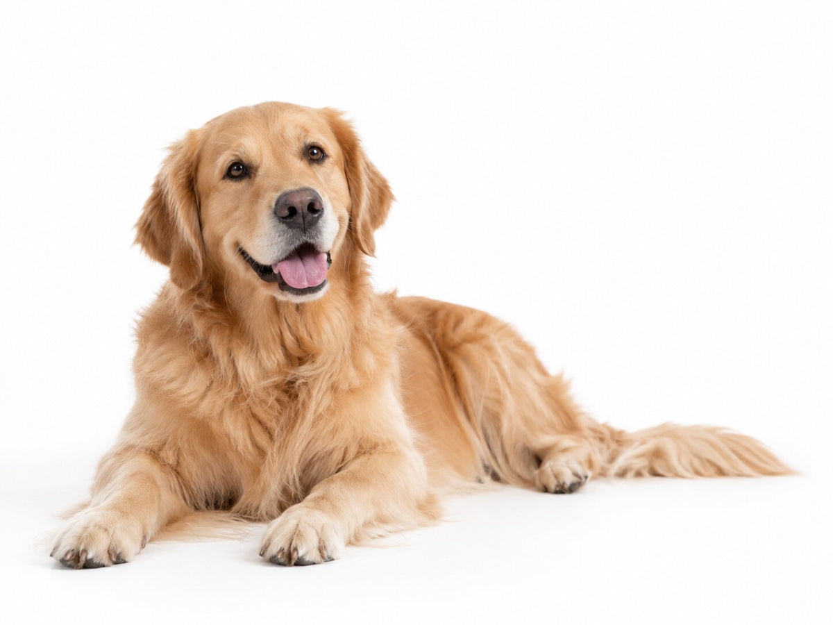 Happy dog using Pawvia AI Dog Behaviour Coach