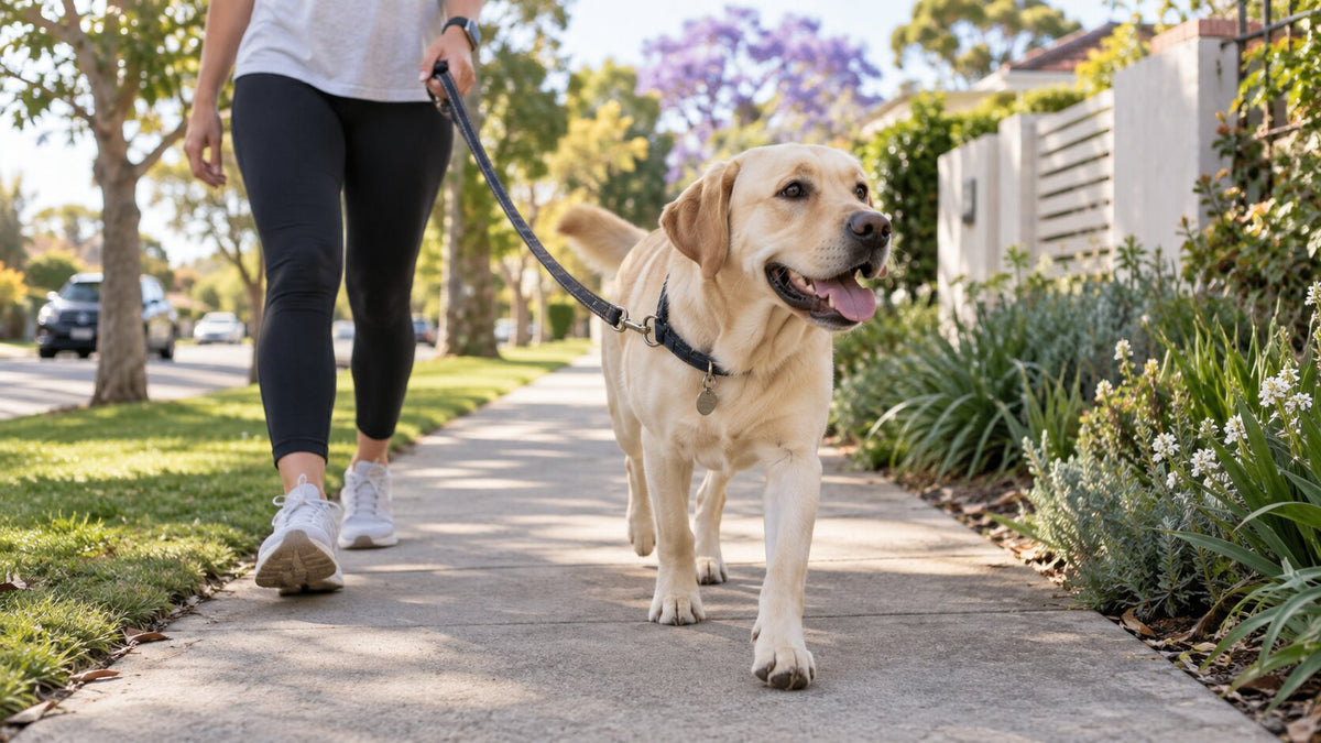 Why Does My Dog Pull on the Lead?