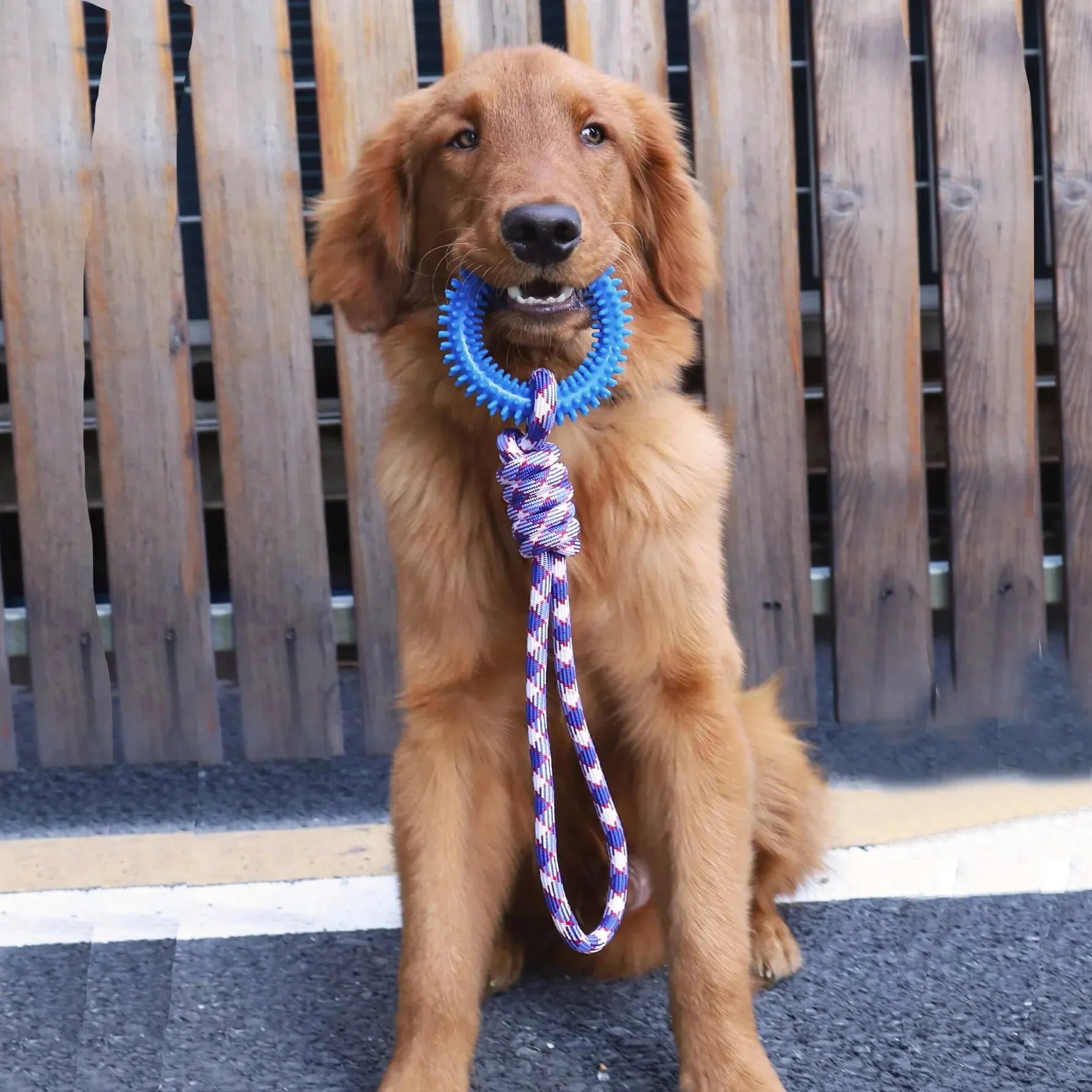 Dog tug toy