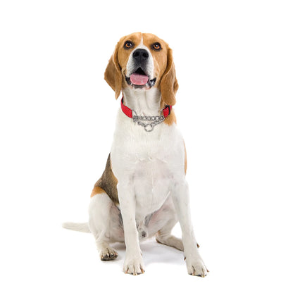 Stainless Steel Chain Martingale Dog Collar - Reflective Nylon Fabric Dog Collars